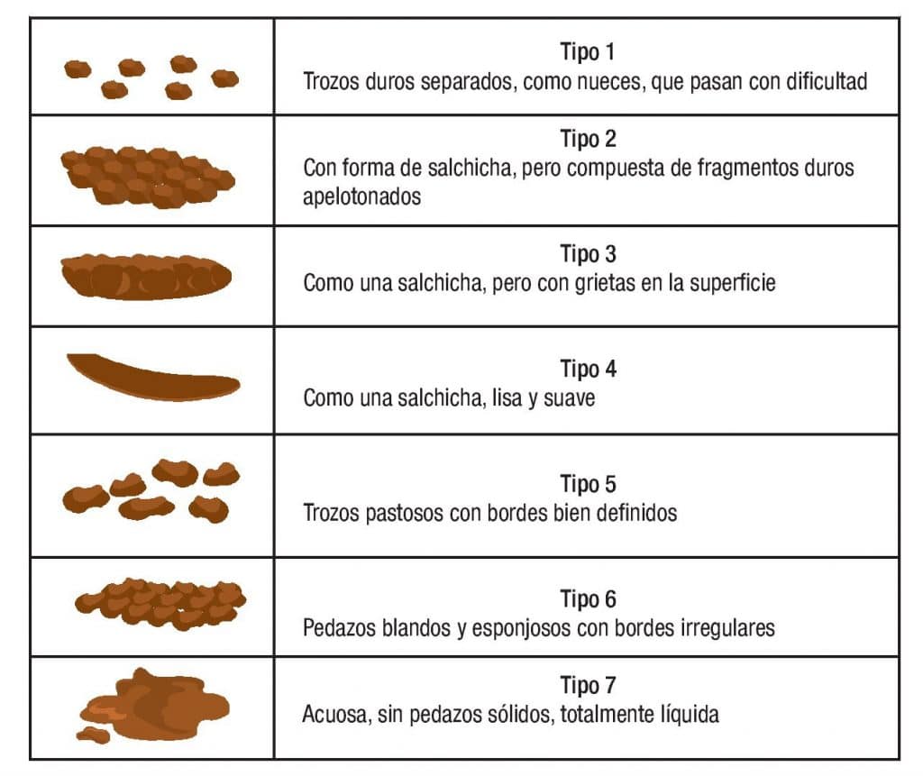 Todo Sobre Las Cacas De Mi Perro Nutricionista De Perros